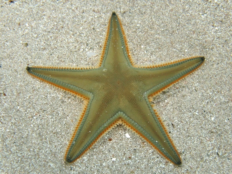 Astropecten jonstoni (Delle Chiaje, 1827)